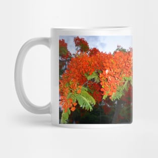 Tropical Elegance: Poinciana Tree Photo Artwork Mug